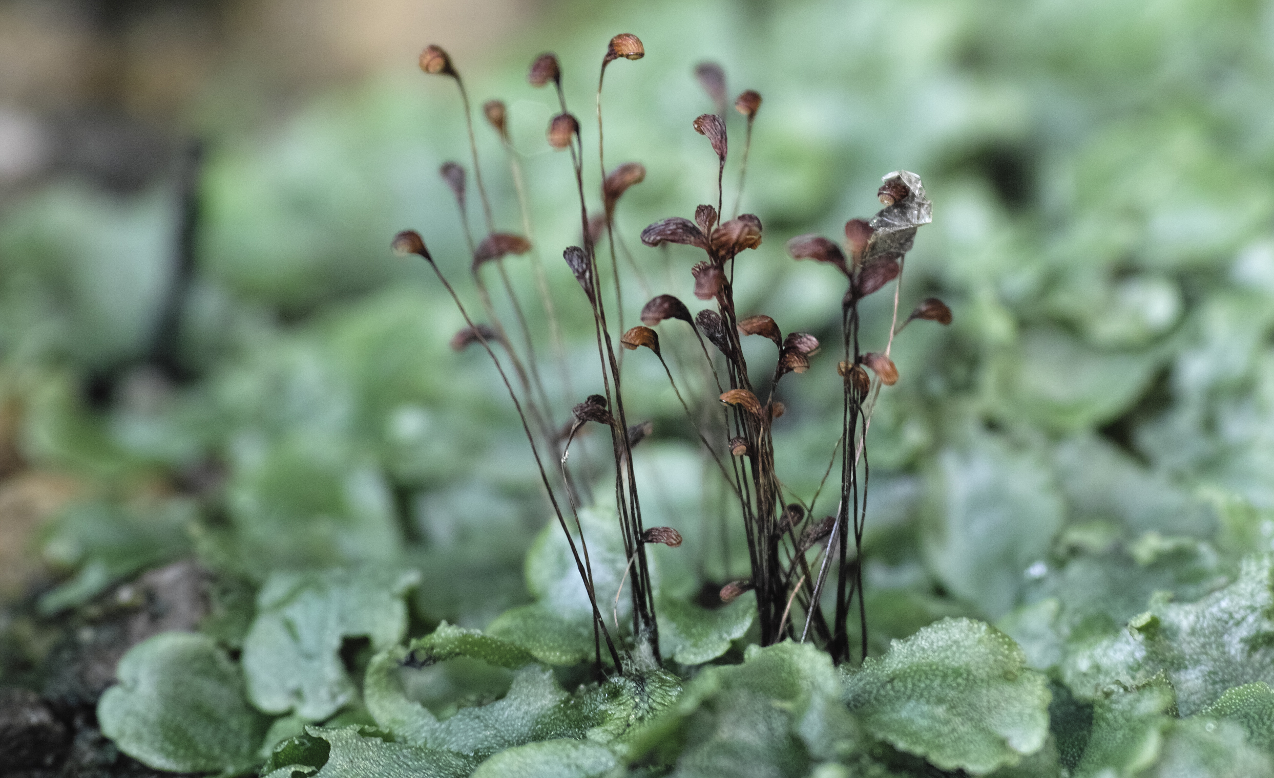 Funaria hygrometrica